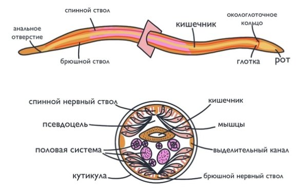 Строение круглого червя аскариды