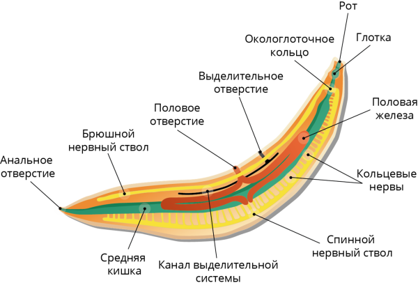 Строение тела круглых червей