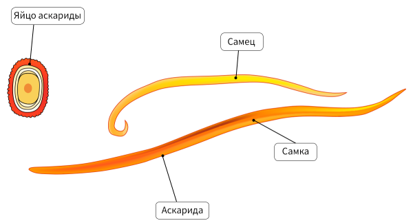 Строение круглых червей аскарида человеческая
