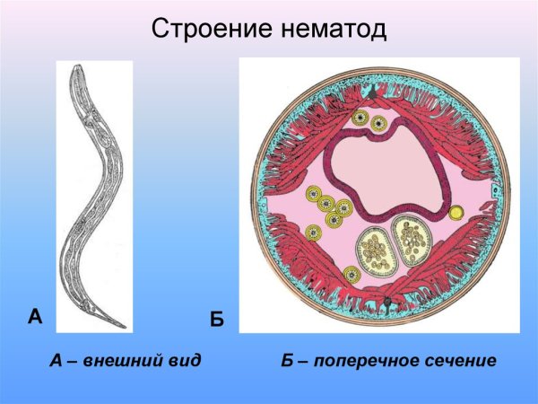 Поперечный срез нематоды