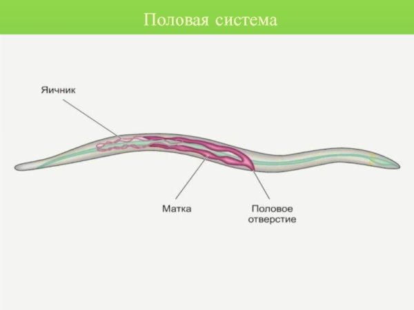 Половая система круглых червей