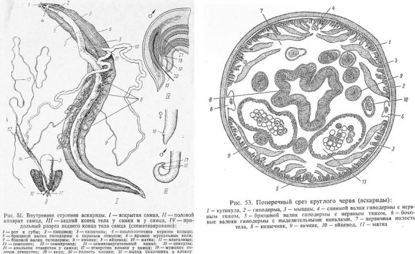 Схема продольного среза нематоды