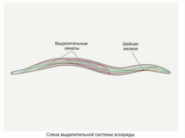 Выделительная система круглых червей