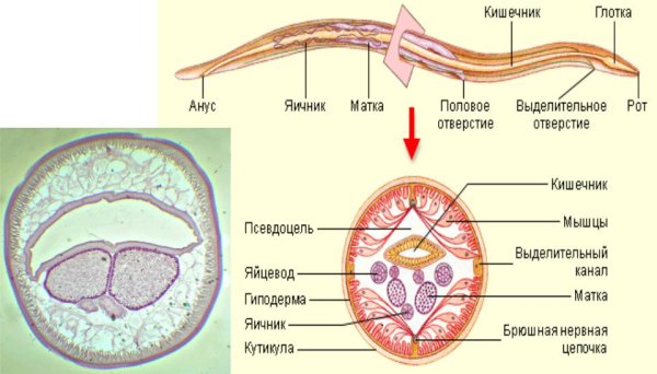 Круглый червь человеческая аскарида строение