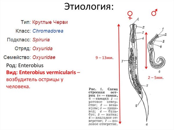 Тотальный препарат самки острицы Enterobius vermicularis