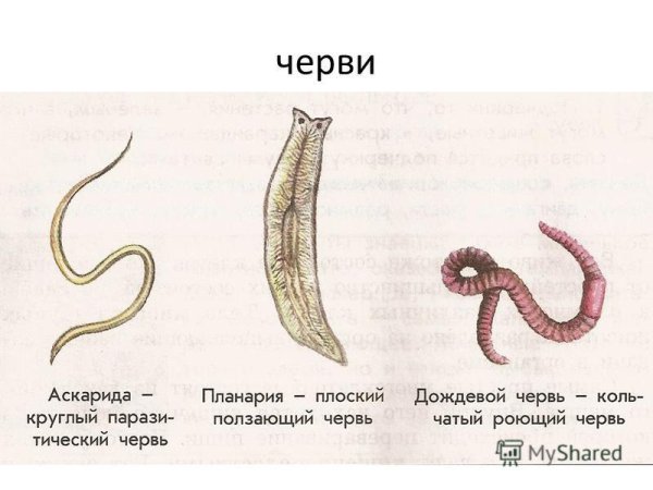 Круглые черви и кольчатые черви