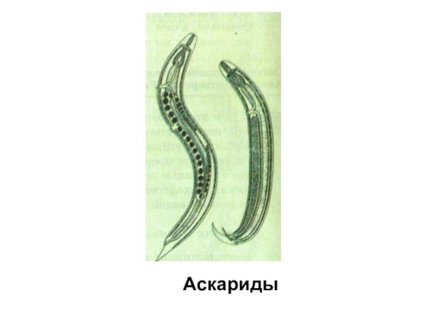 Аскариды это кольчатые черви
