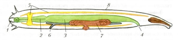 Продольный и поперечный разрез круглого червя