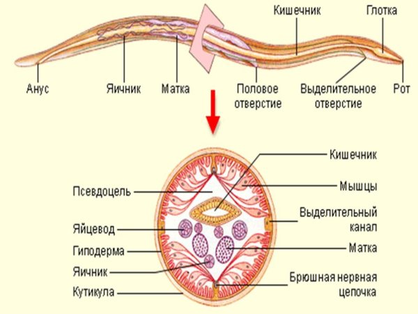 Червь аскарида строение