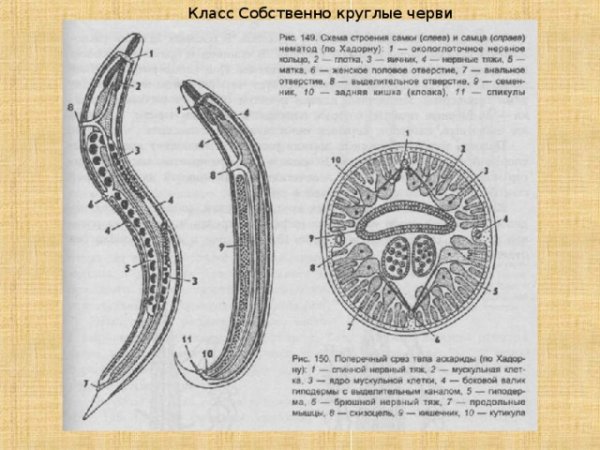 Внутреннее строение нематод