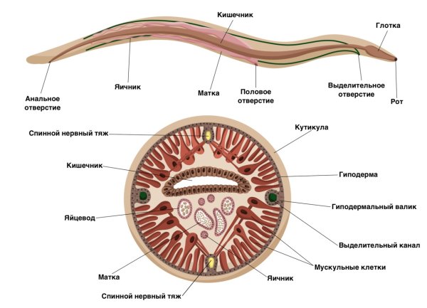 Мышечная система круглых червей