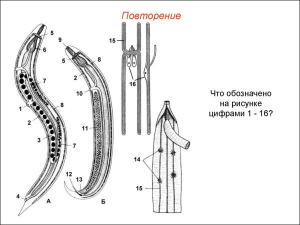 Схема продольного среза нематоды
