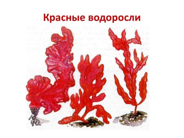 Класс Бангиевые водоросли