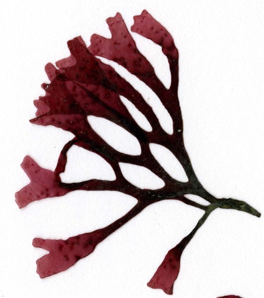 Красные водоросли порфира