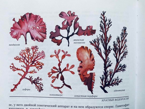 На белом фоне красных морских водорослей