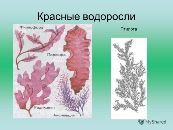Порфира водоросль рисунок