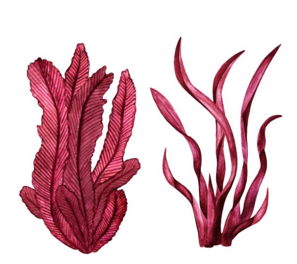 Анфельция порфира