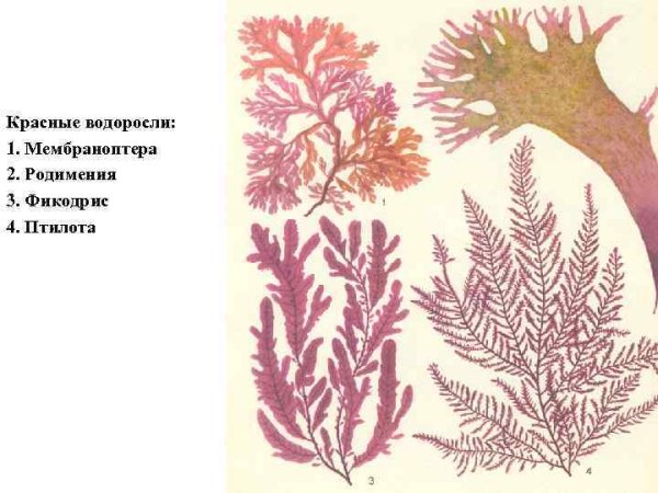 Красные водоросли Одонталия