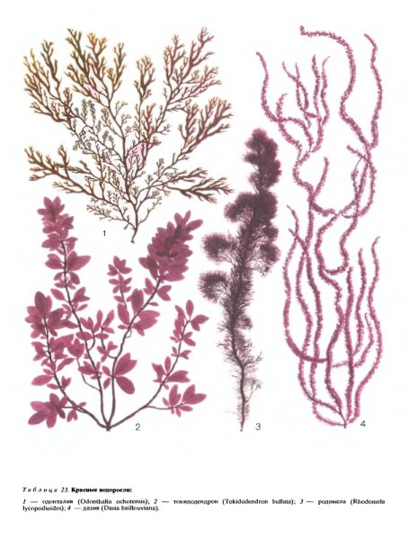 Талломы красных водорослей