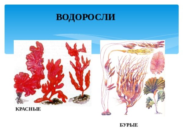 Красные водоросли порфира рисунок