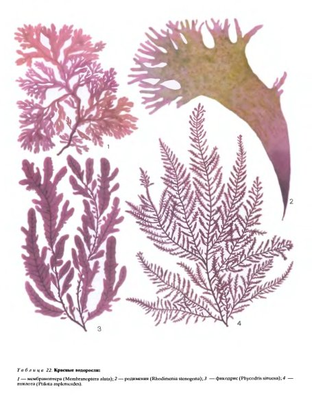 Порфира Филлофора