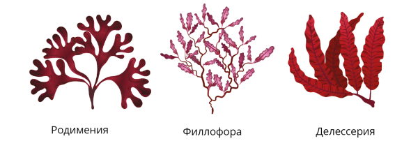 Анфельция порфира