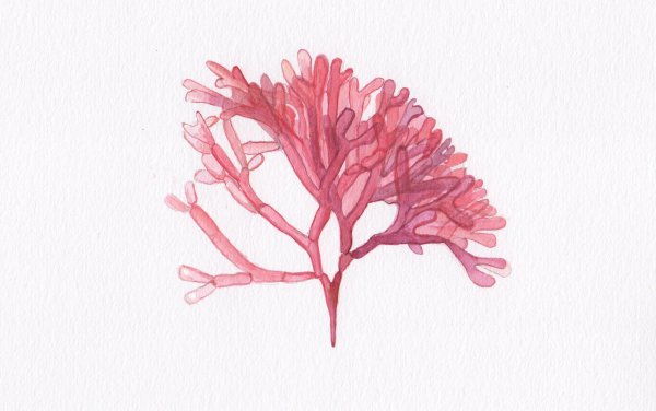 Красные водоросли багрянки представители