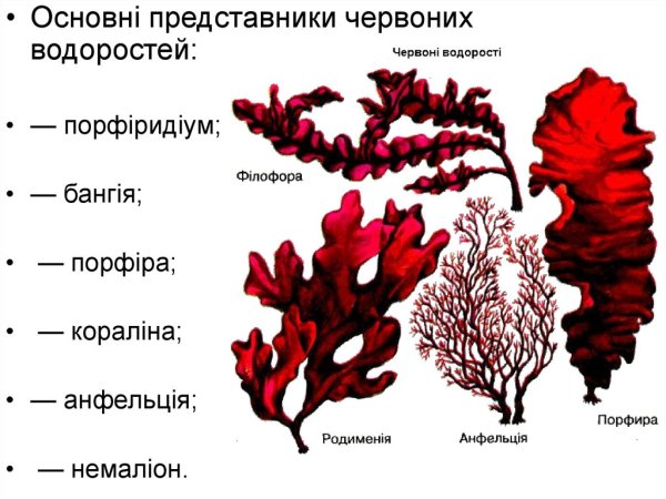 Красные водоросли багрянки строение