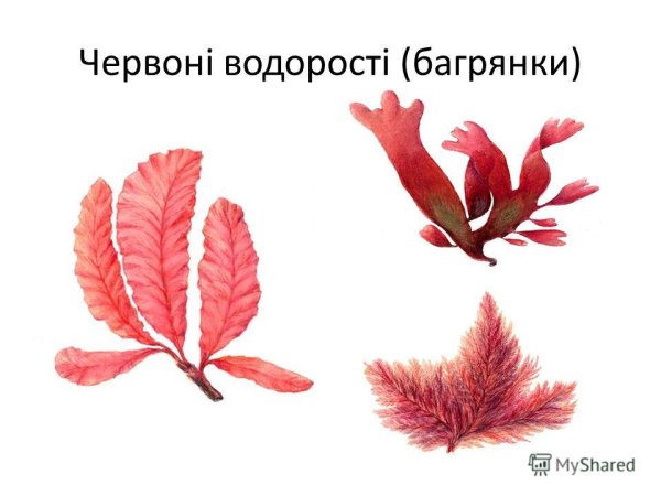 Красные водоросли багрянки