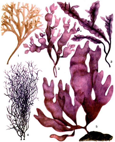 Красные водоросли багрянки рисунок