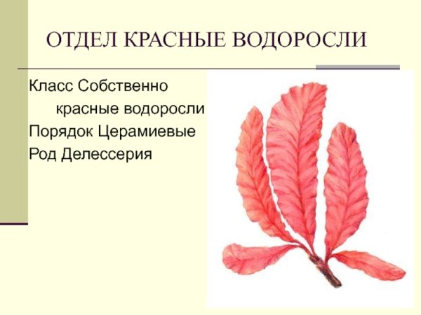 Красные водоросли Филлофора