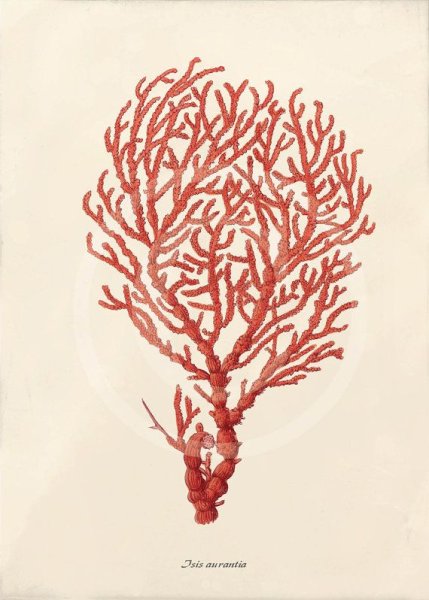 Порфира водоросль вектор