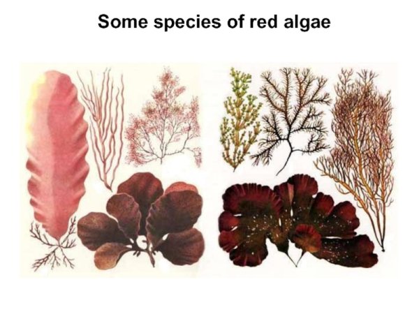 Rhodophyta водоросли