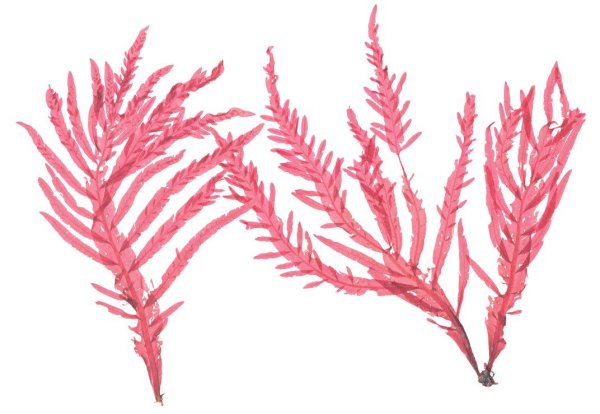 Талломы красных водорослей