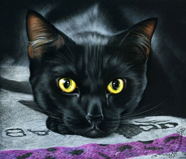 Ирина Гармашова коты