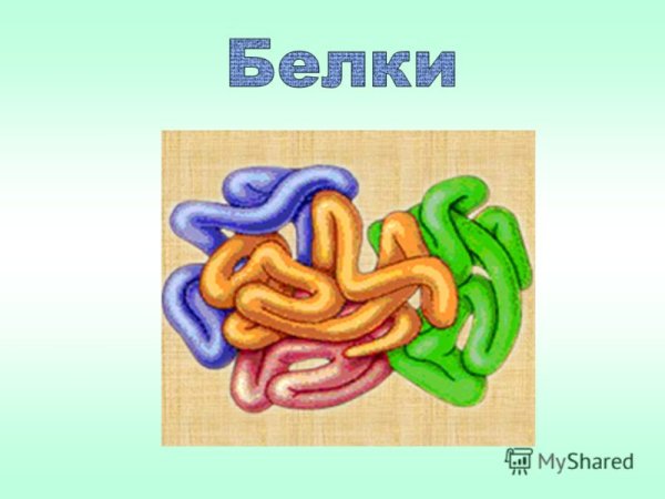 Белки биология