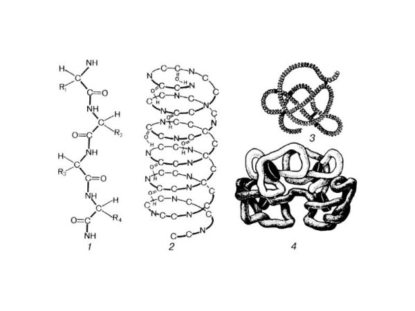 Молекула белка в первичной структуре