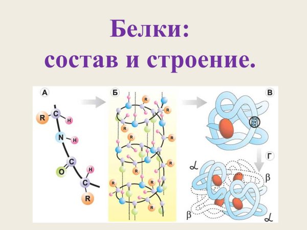 Строение и структура белка