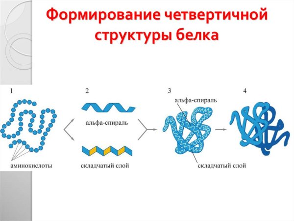 Органические вещества белки строение структуры