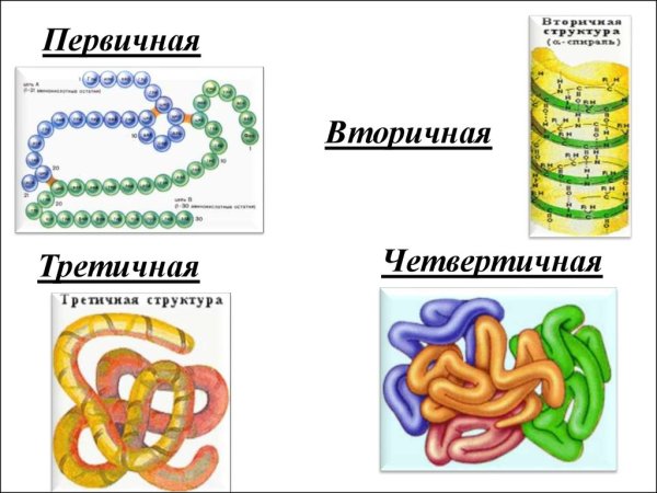 Структура молекулы белка разных конфигураций