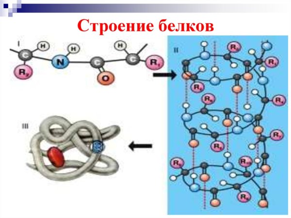 Первичная структура белка рисунок
