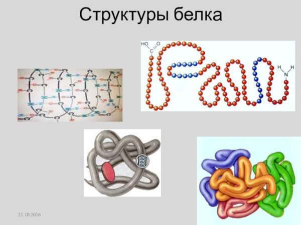 Третичная структура белка строение