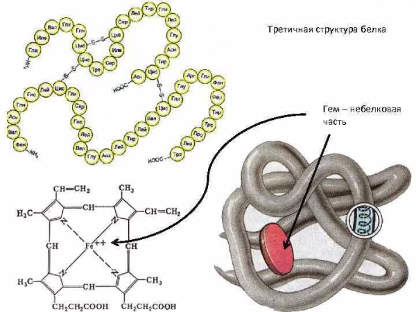 Белки строение