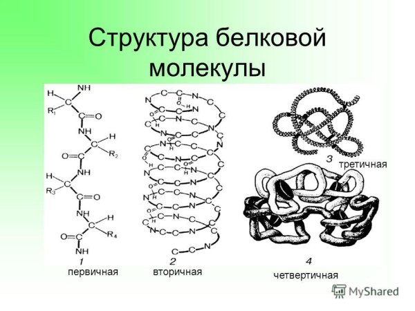 Изображение белков