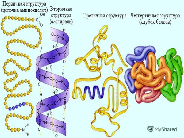 Первичная структура белка вторичная структура