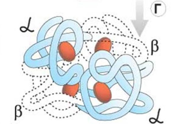 Схема первичной и вторичной структуры белка