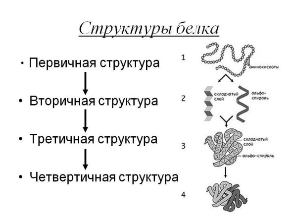 Связи в первичной вторичной и третичной структуре белка