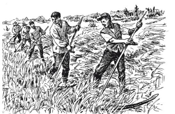 Сенокос Графика