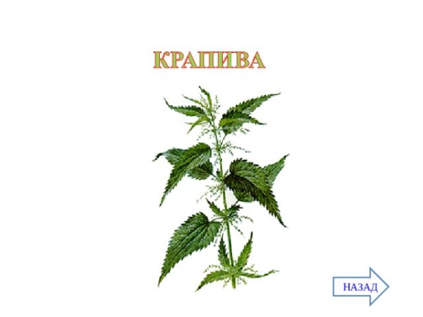 Крапива двудомная ботаника