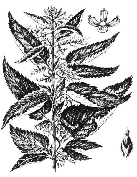 Крапива и крапива двудомная